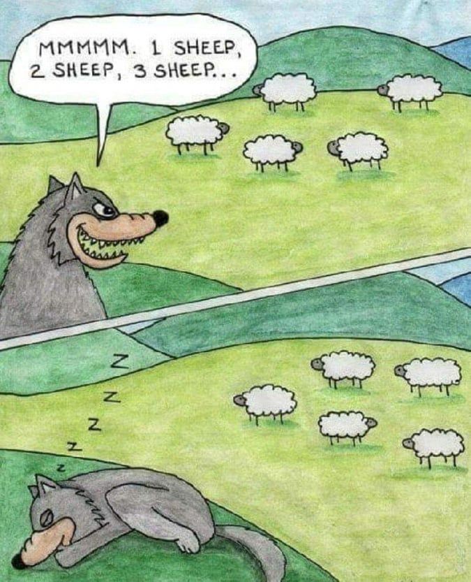 Woolf sheep.jpeg